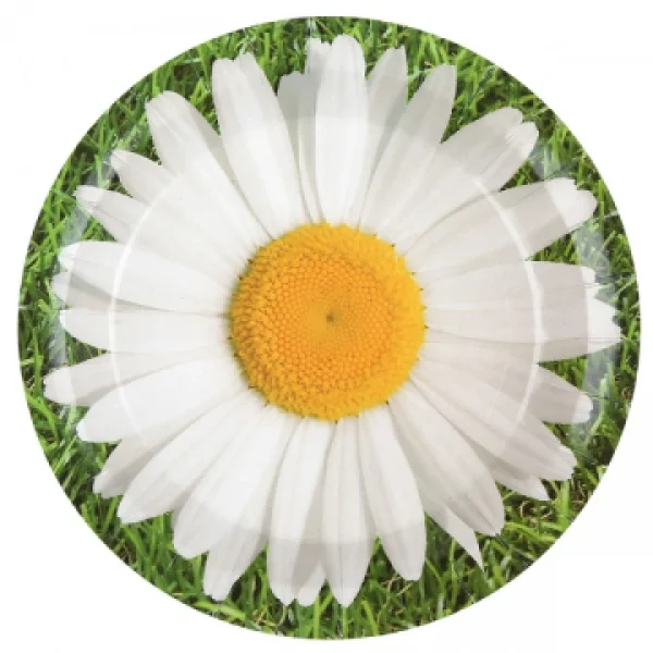 Lot De 10 Assiettes En Carton Marguerite D 22,5 Cm grossiste 1